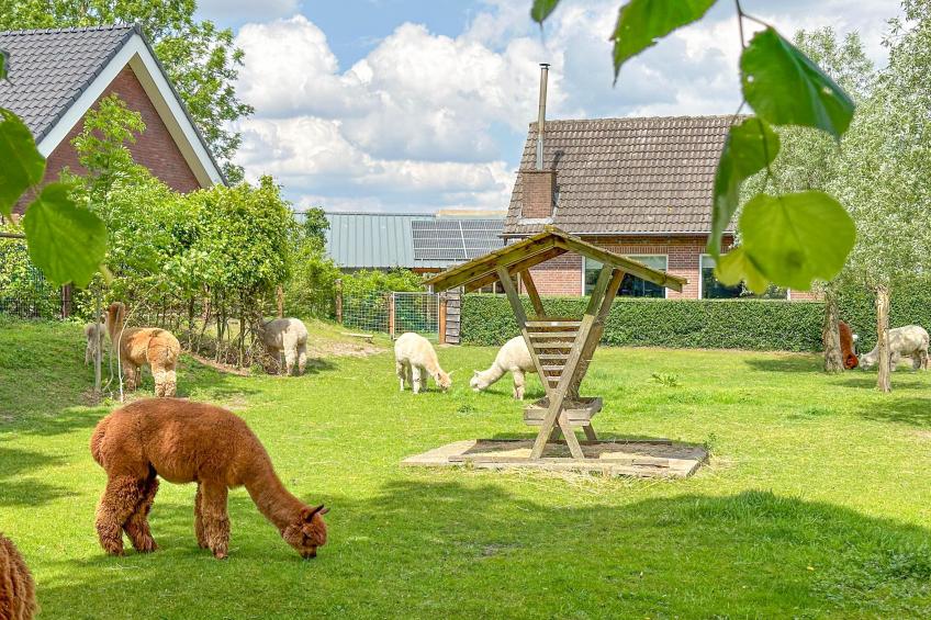 Alpacafarm Vorstenbosch Villa for you